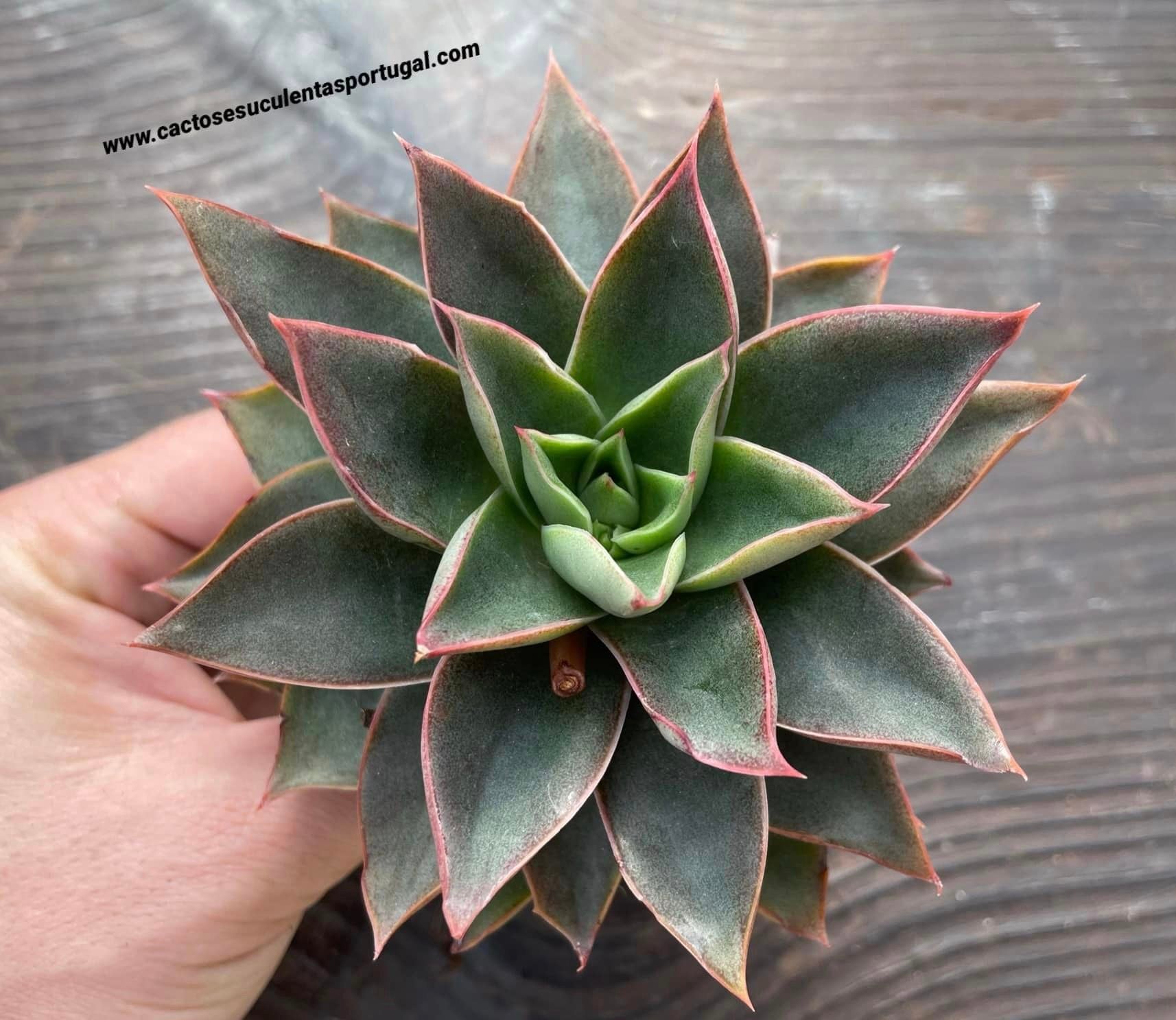 Echeveria 'Taracea'