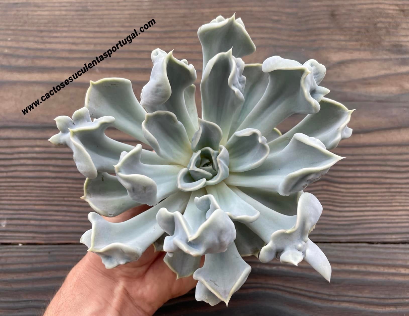 Echeveria 'Thriller Pearl'