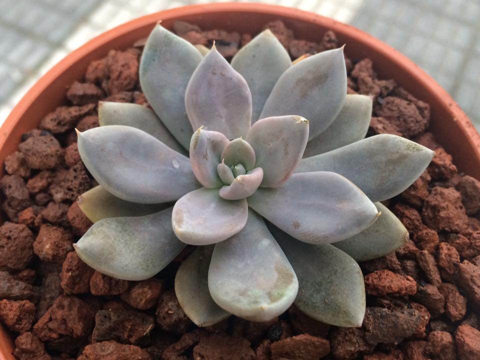 Echeveria Trianthina Rio Toliman