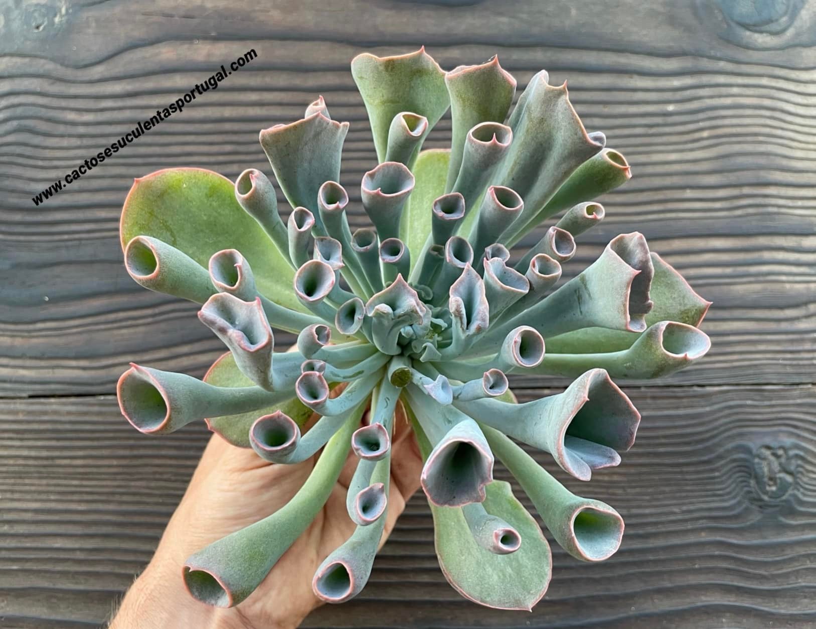 Echeveria ‘Trumpet Pinky’