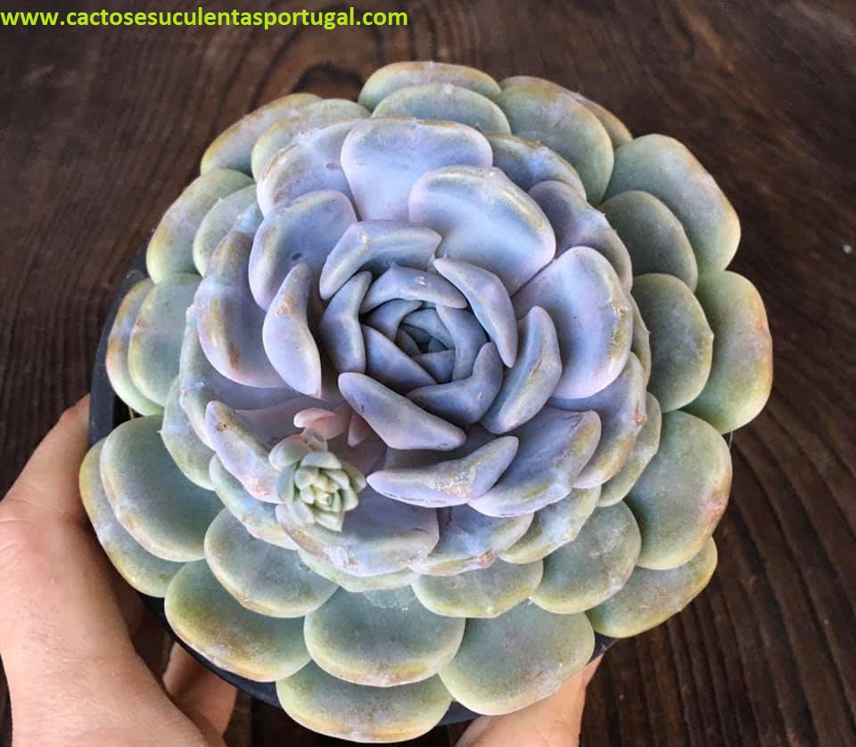 Echeveria Tynie Burger vaso 12cm