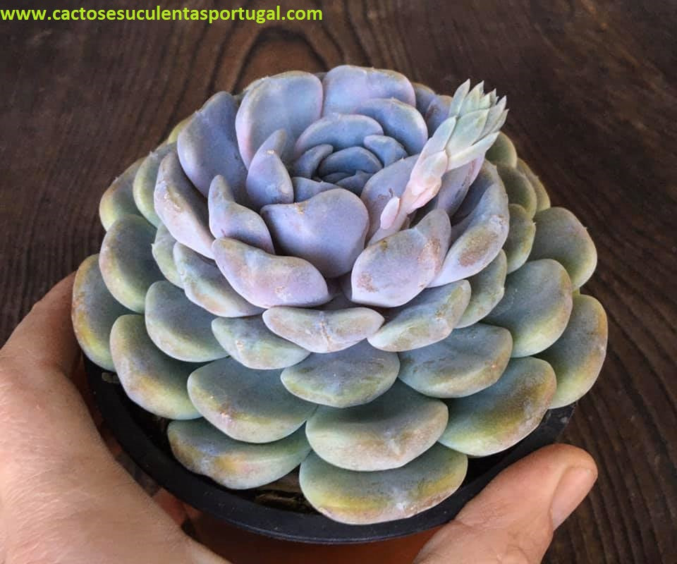 Echeveria Tynie Burger