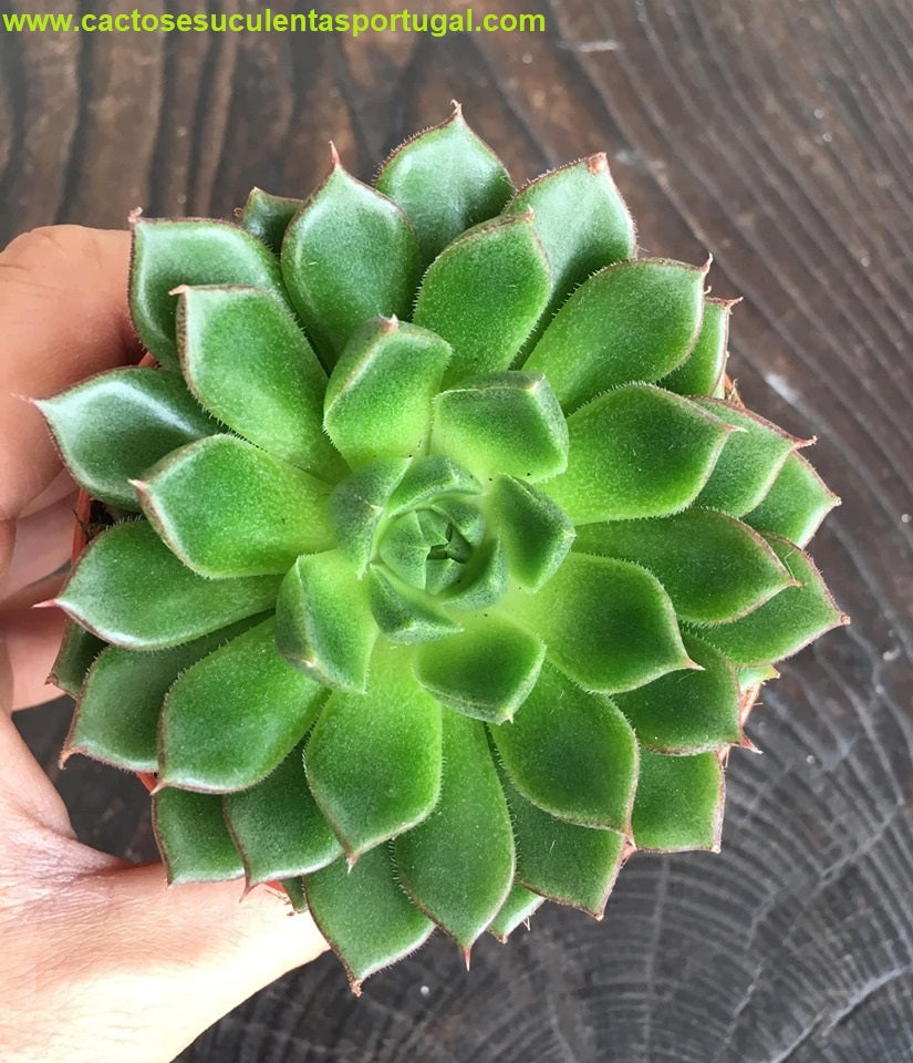 Echeveria Victor