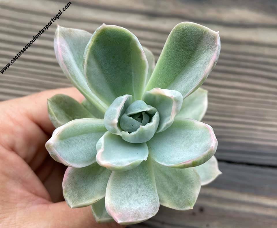 Echeveria 'Violet Queen' variegated