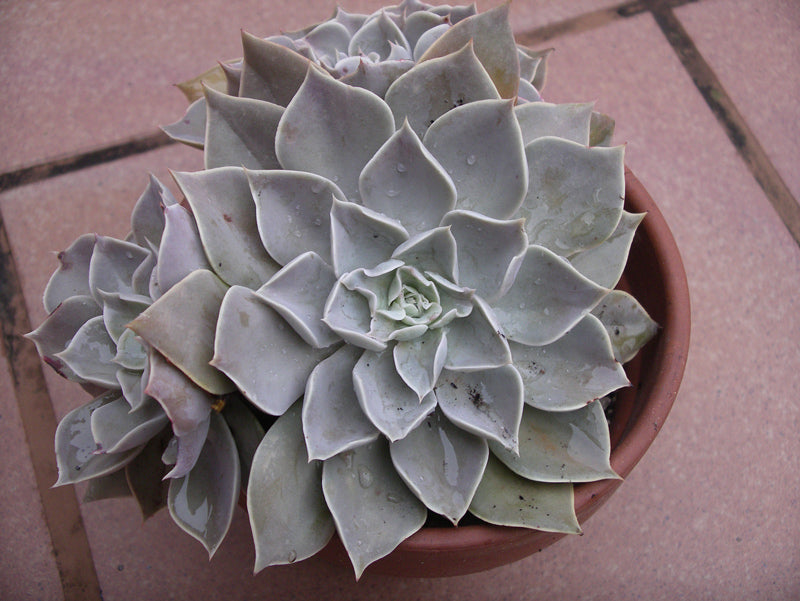 Echeveria 'White Prince'