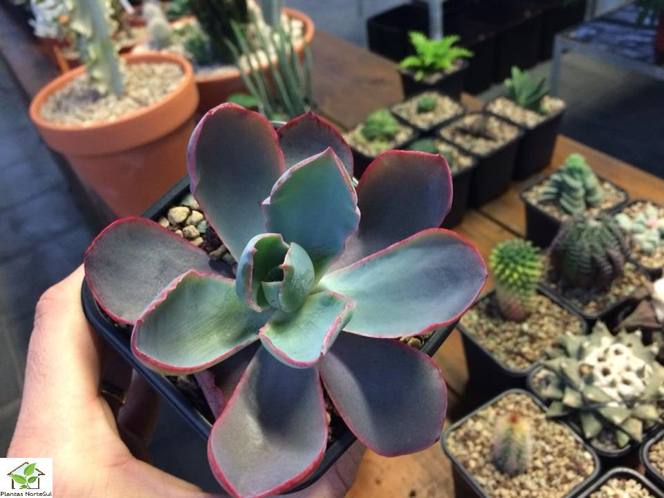 Echeveria 'Afterglow'