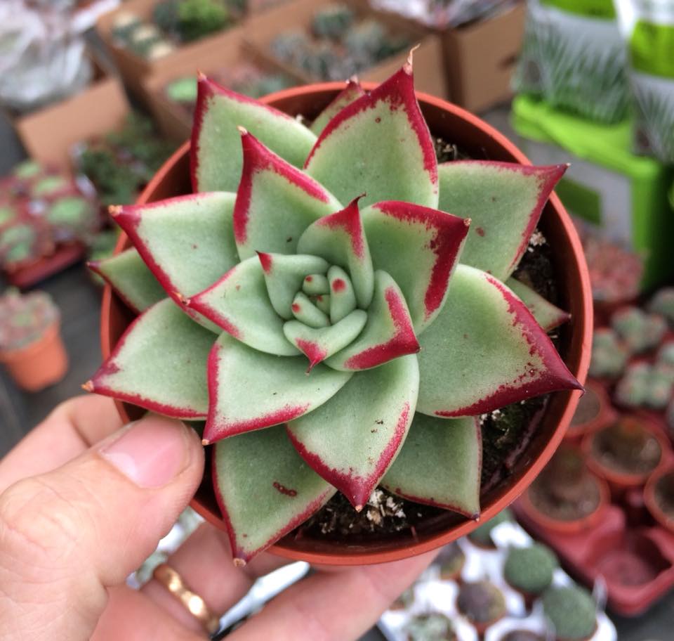 Echeveria agavoides lipstick,