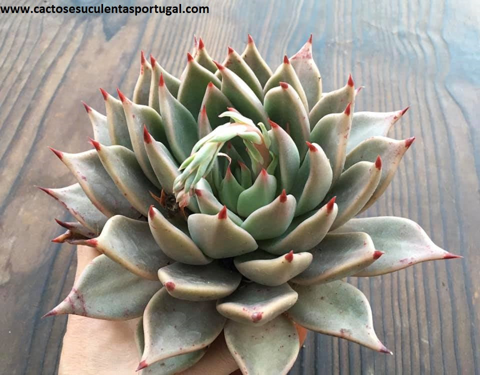 Echeveria agavoides Corderoyi