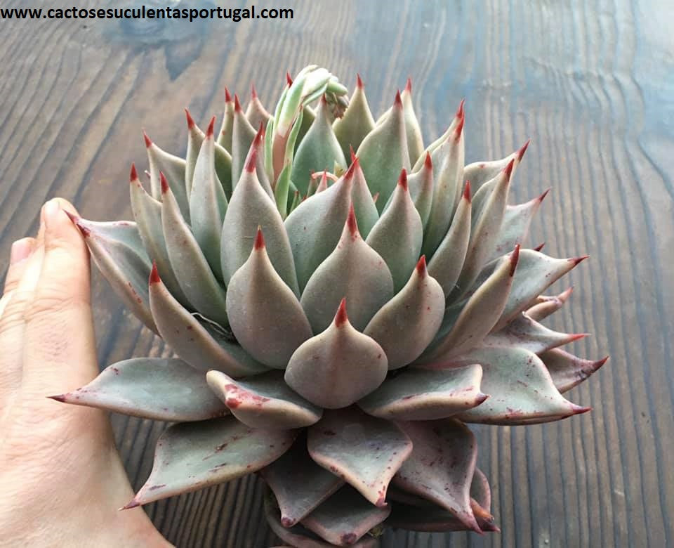 Echeveria agavoides Corderoyi