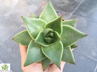 Echeveria agavoides aquamarine