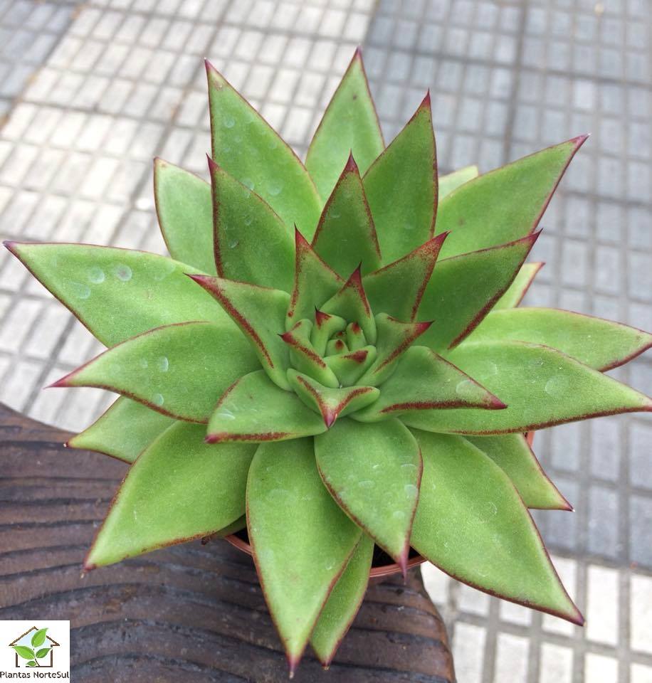 Echeveria agavoides red edge