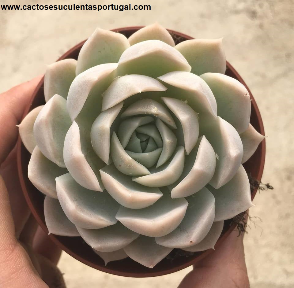 Echeveria albicans x lindsayana