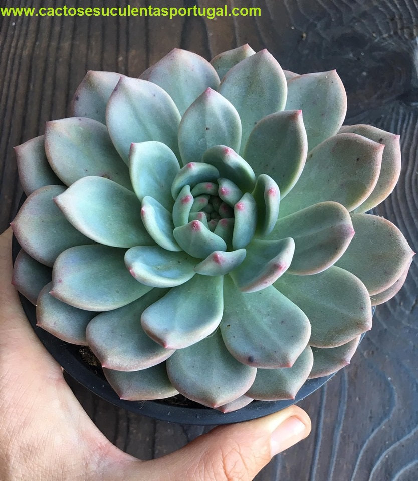 Echeveria Ariel