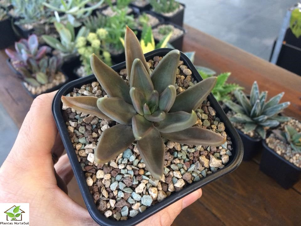 Echeveria bifida