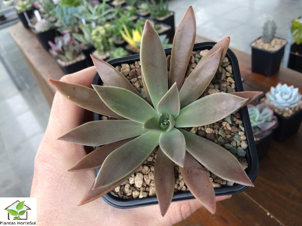 Echeveria bifida cv tasquilla