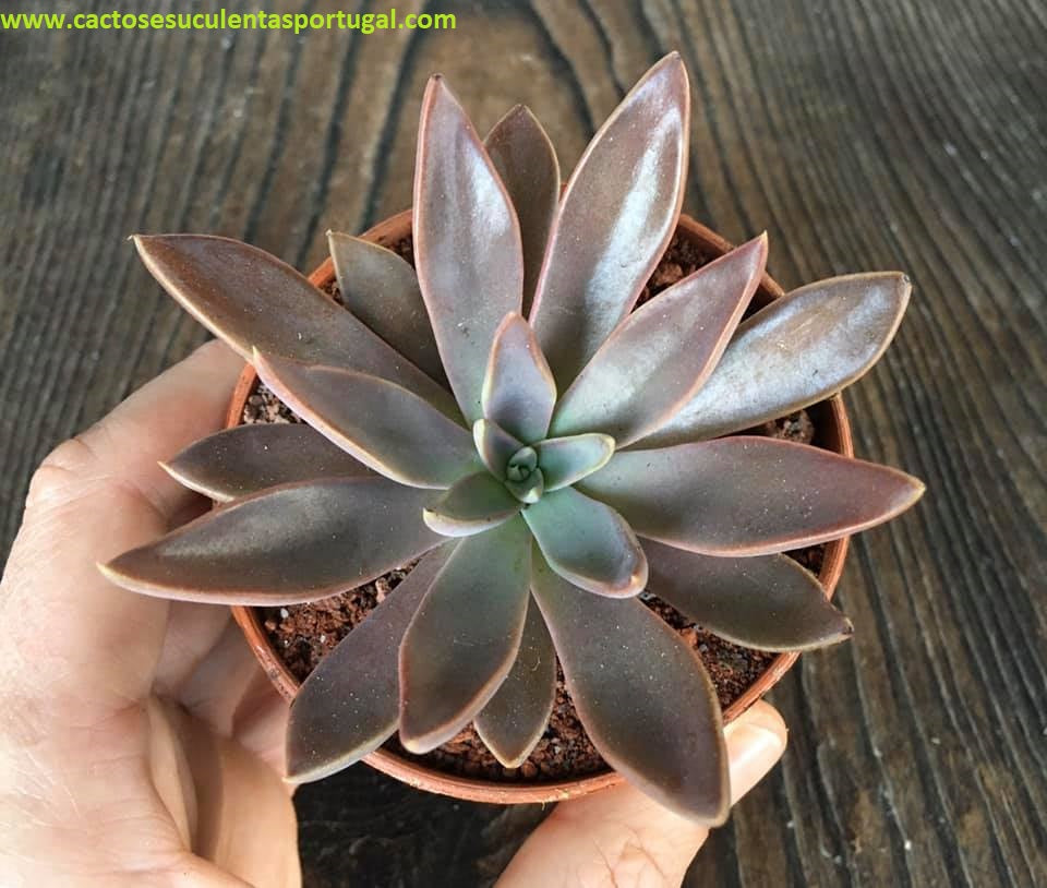 Echeveria Bifida x Metalica