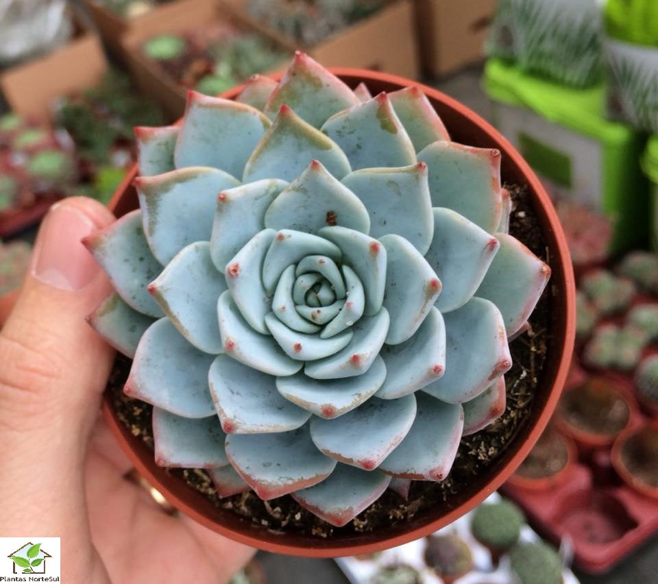 Echeveria blue bird