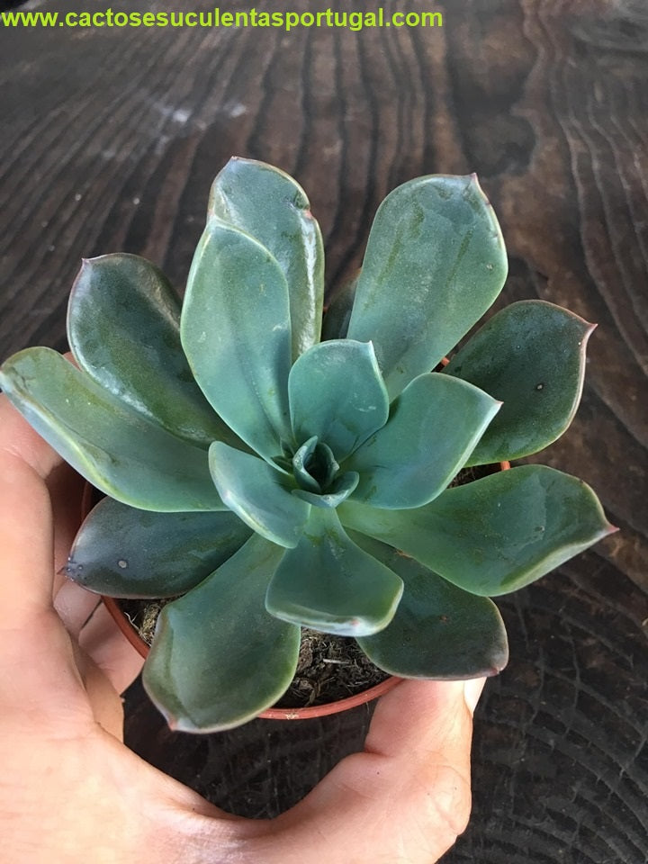 Echeveria Blue Prince