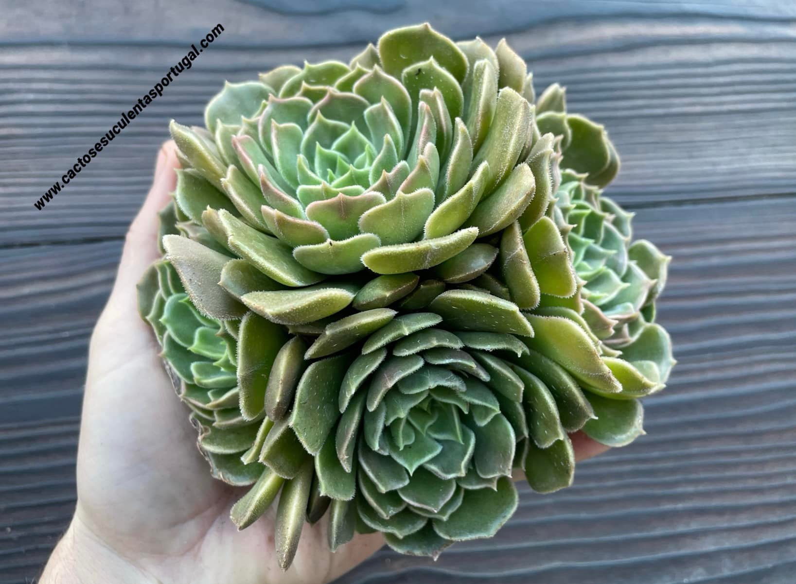Echeveria ‘brown pink’ cluster