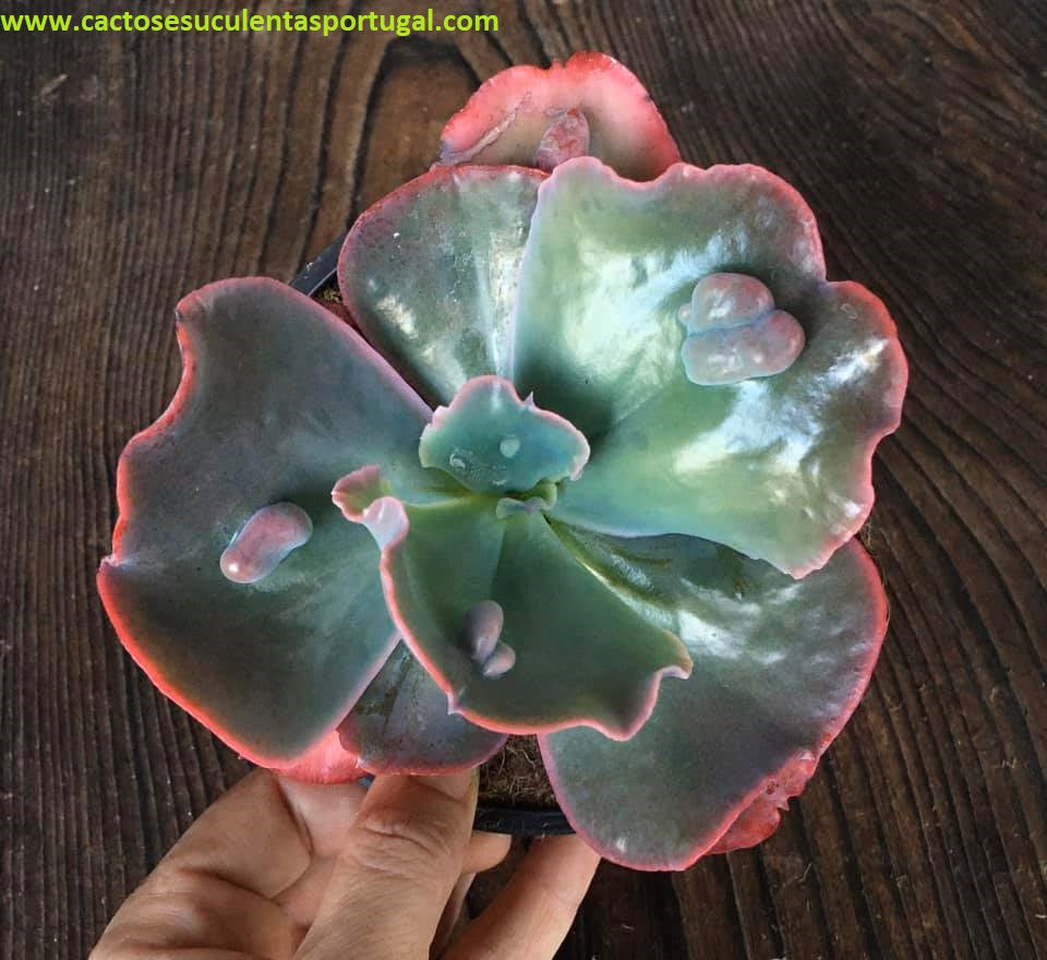 Echeveria Calypso 