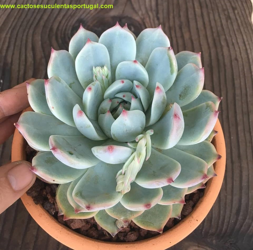 Echeveria chihuahuensis 