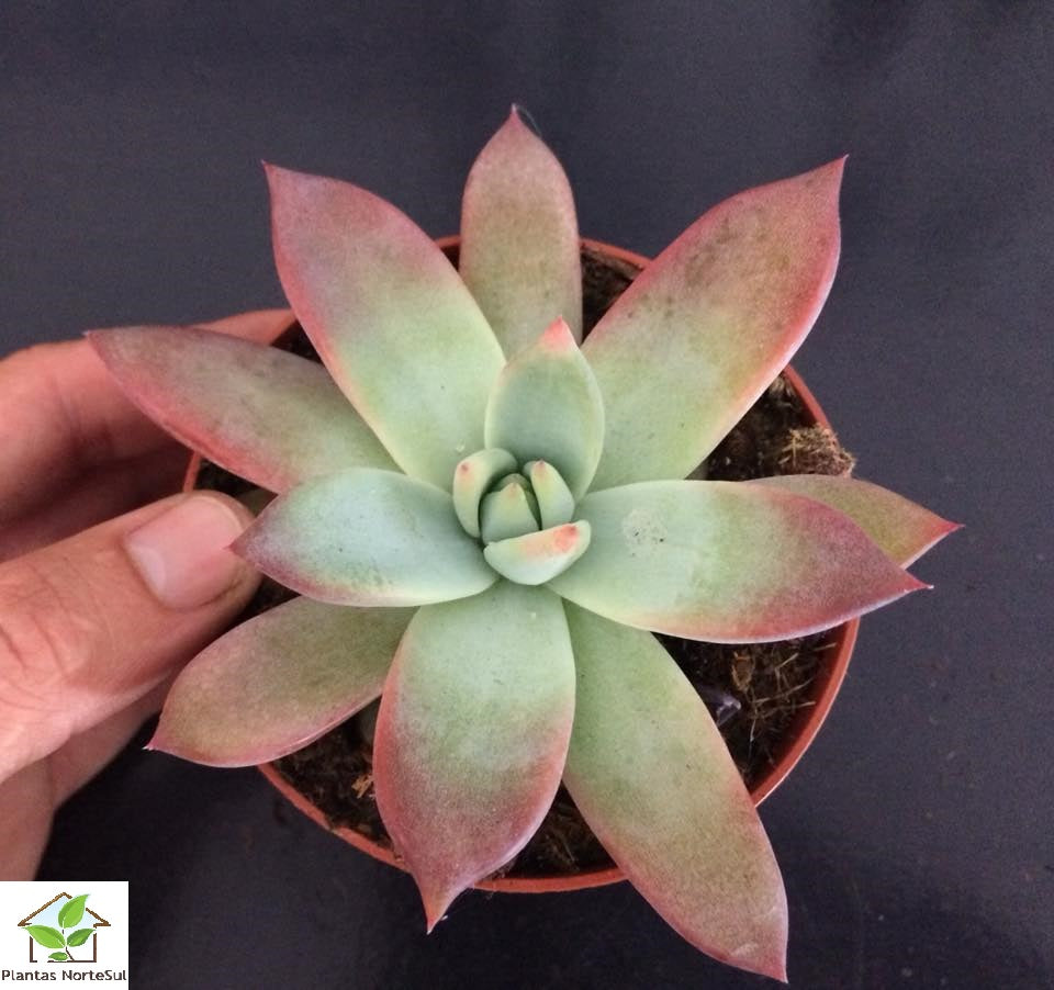 Echeveria colorata brandtii