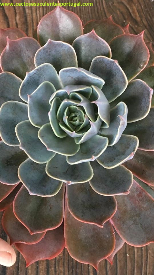 Echeveria Colorshift