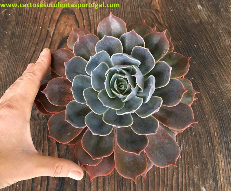 Echeveria Colorshift