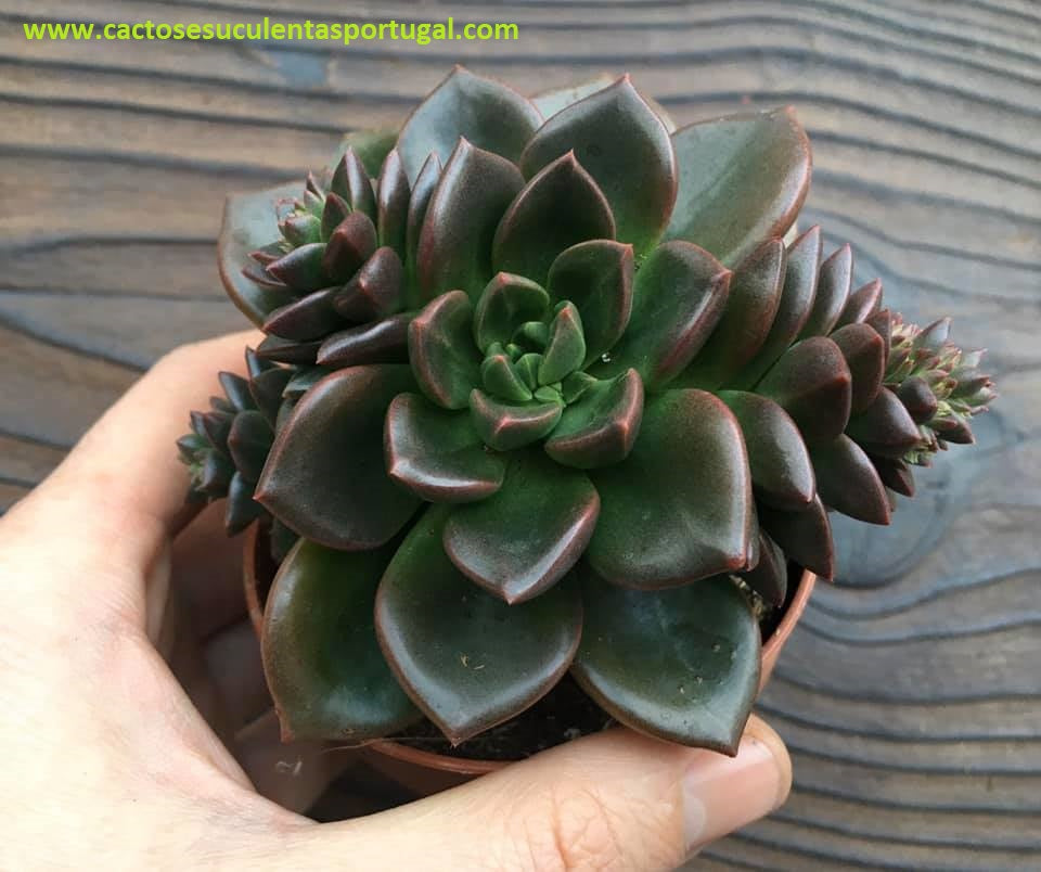 Echeveria Compressicaulis