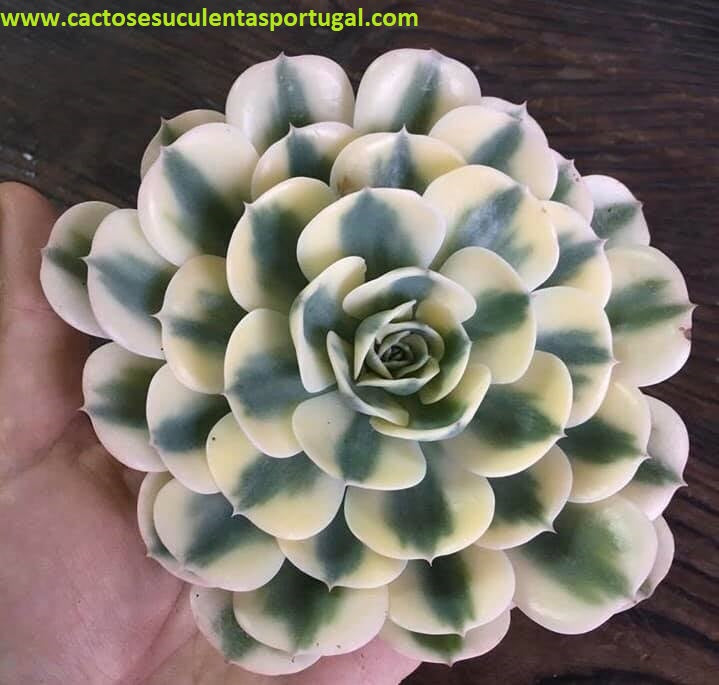 Echeveria Compton Carousel 