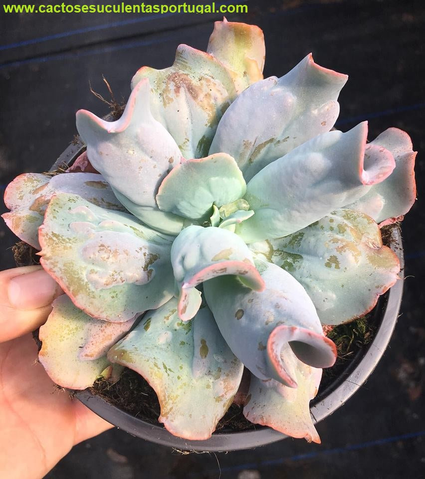 Echeveria culibra