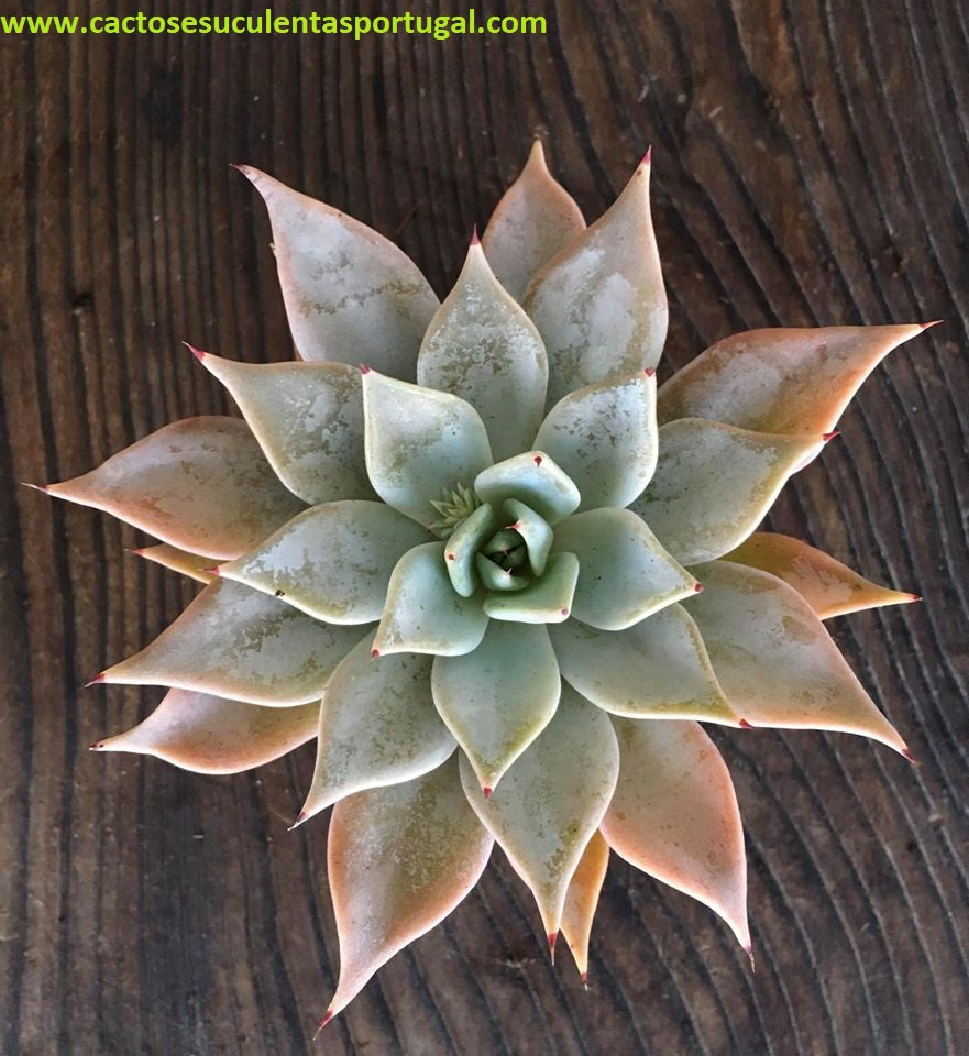 Echeveria Cuspidata spp.