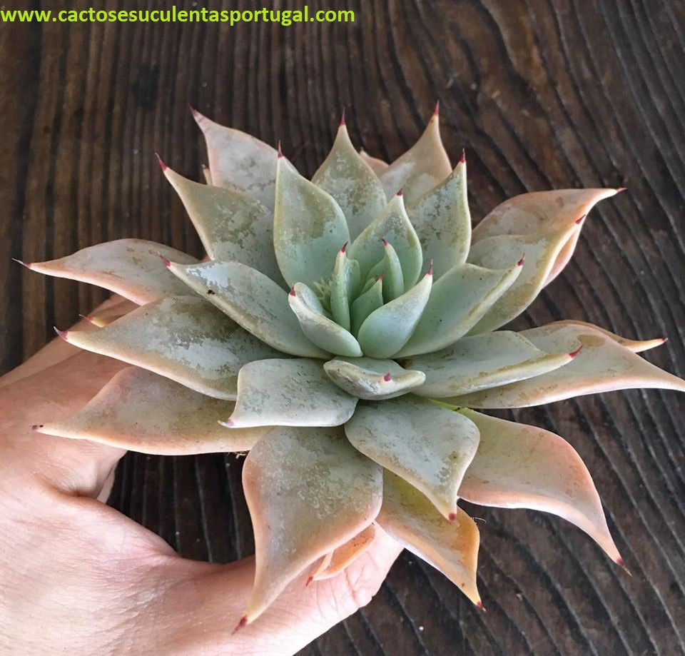 Echeveria Cuspidata spp.