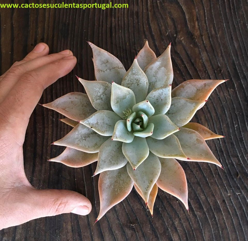 Echeveria Cuspidata spp 