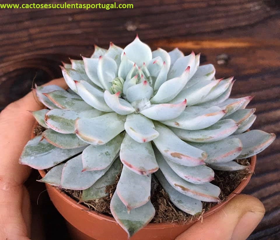 Echeveria Cuspidata var. Gemmula