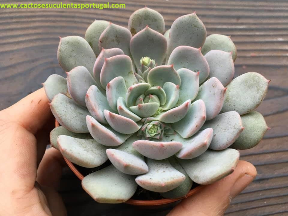 Echeveria Derenbergii x Derosa
