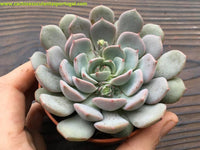 Echeveria Derenbergii x Derosa