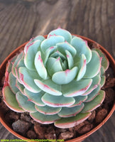 Echeveria elegans El Chico