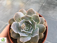 Echeveria eurychlamys