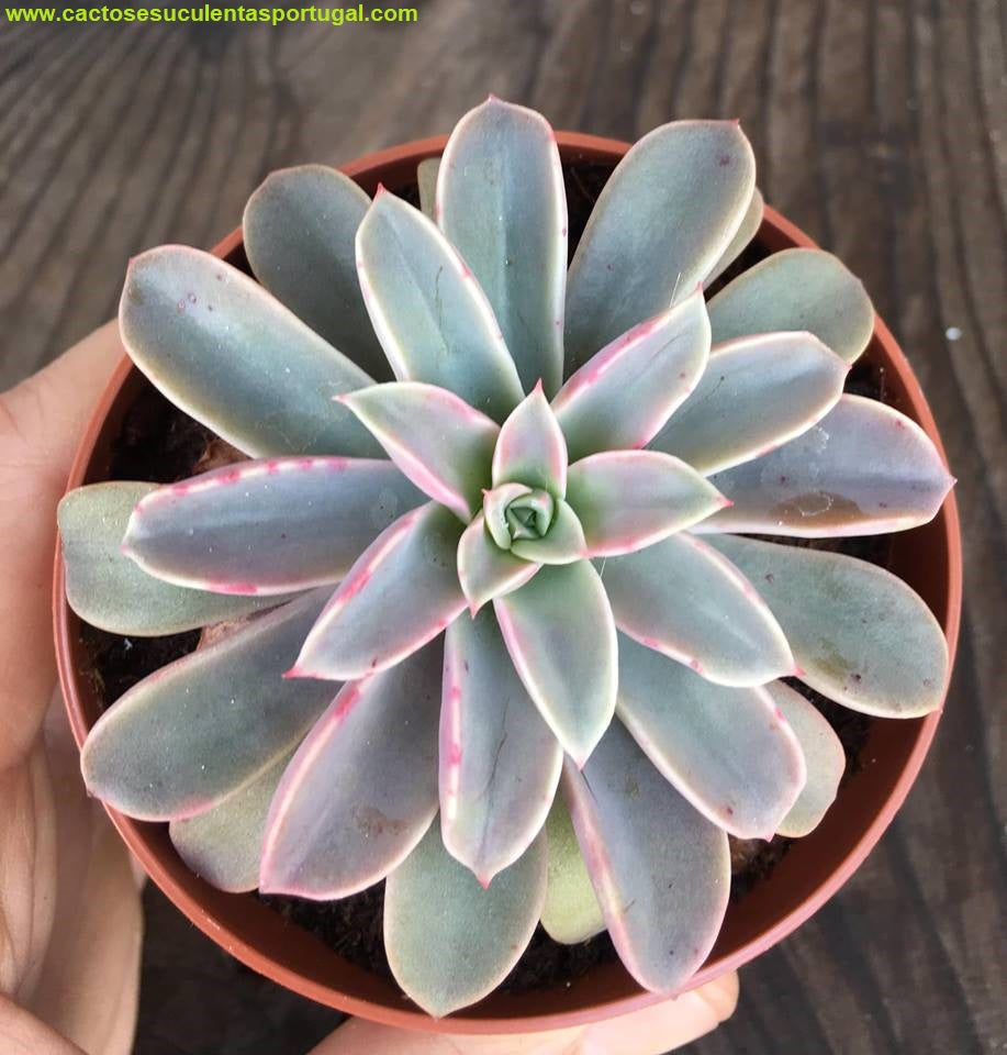 Echeveria Fantastic Fountain 