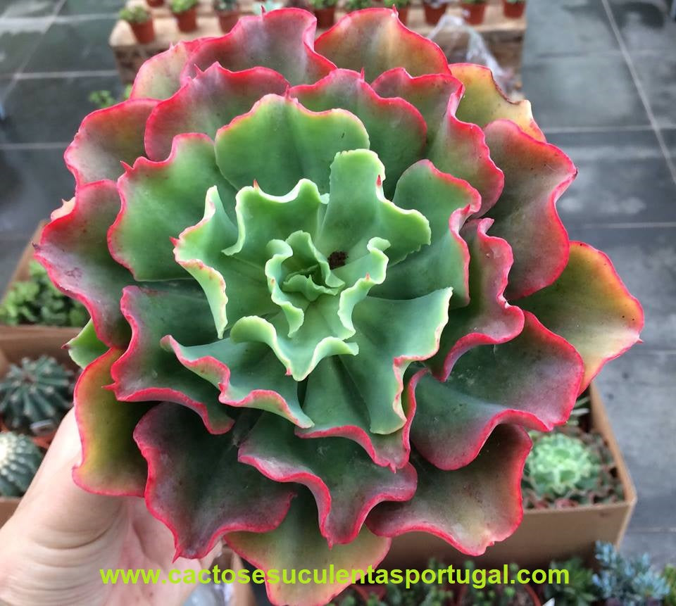 Echeveria Frilly Maid