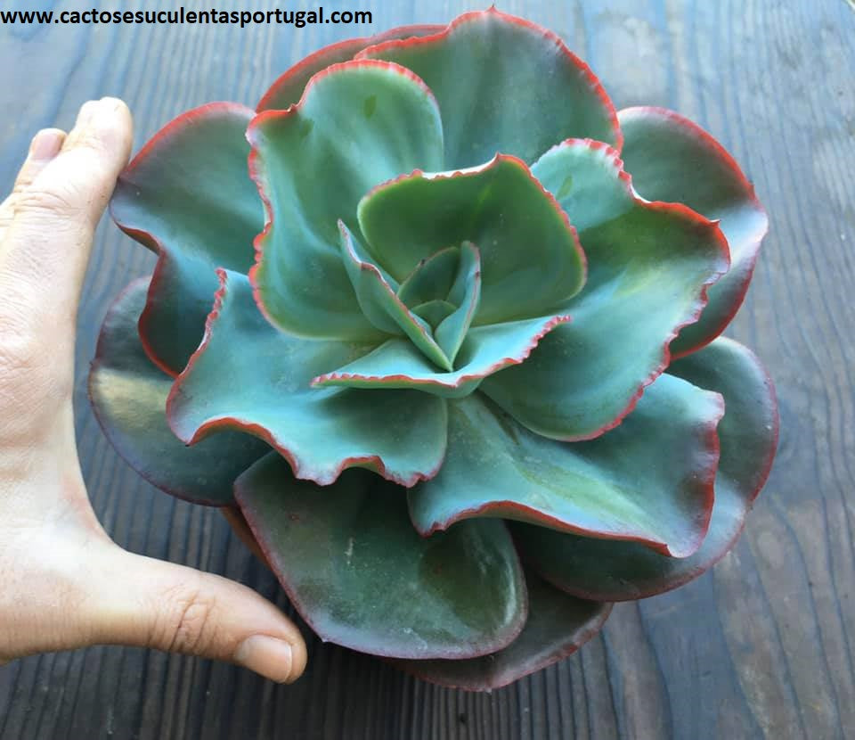 Echeveria gigantea Spp