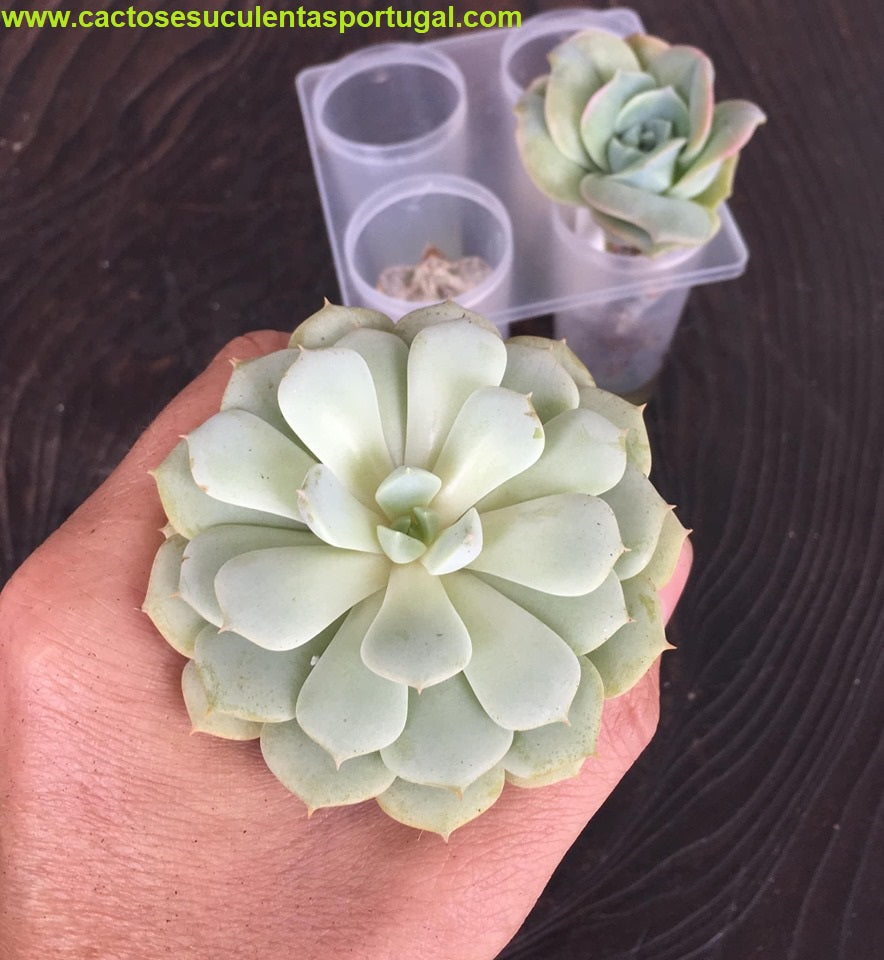 Echeveria globulosa