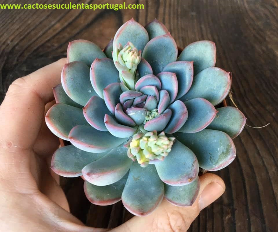 Echeveria "Hercules"