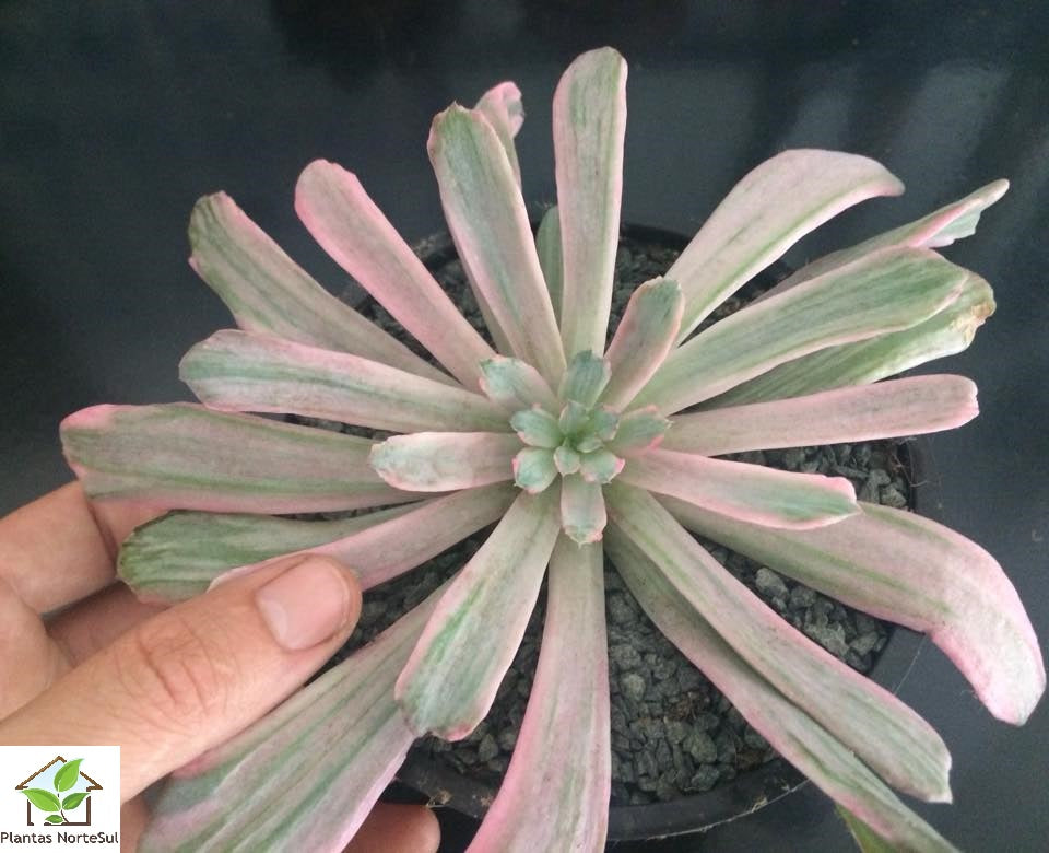 Echeveria hoveyi variegata