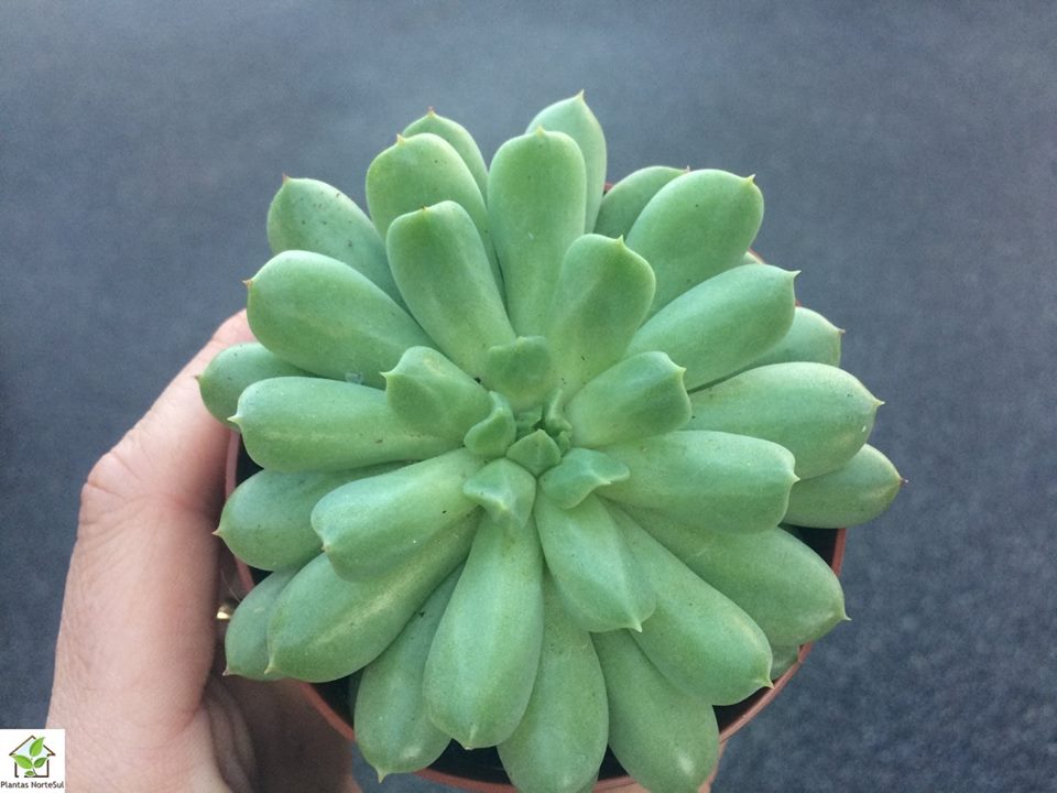 Echeveria irish mint