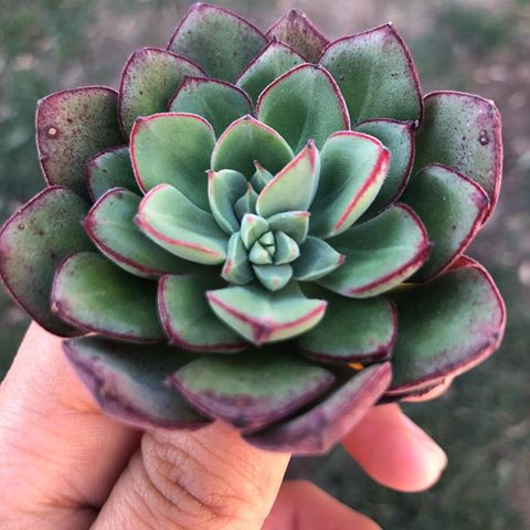 Echeveria Joan Daniels 