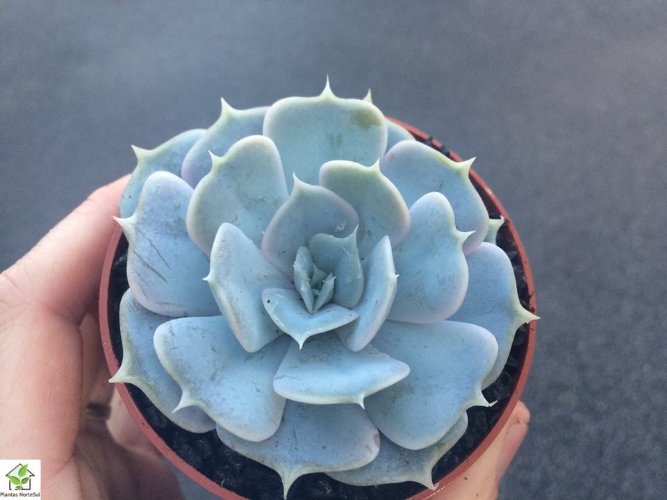Echeveria lilacina