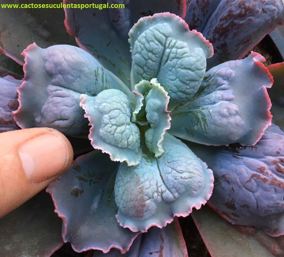 Echeveria Linguas