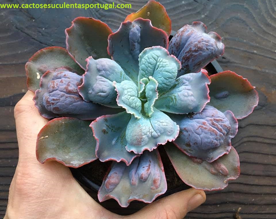 Echeveria Linguas